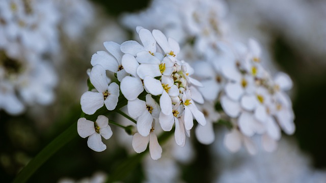 一年草イベリスの基本的な育て方