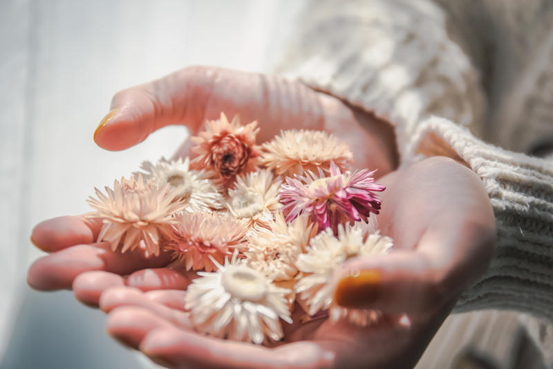 多肉植物の花を切ったあとどうする？