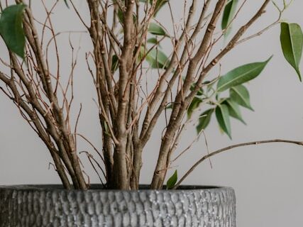 木質化したイベリスの特徴と多年草の見分け方