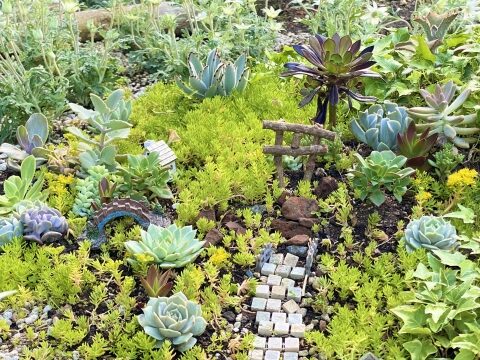 他の植物との組み合わせ