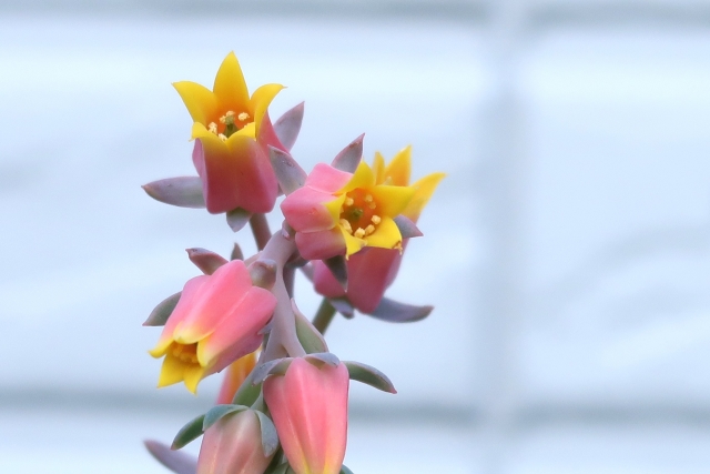 多肉植物の花が咲いた後のケア
