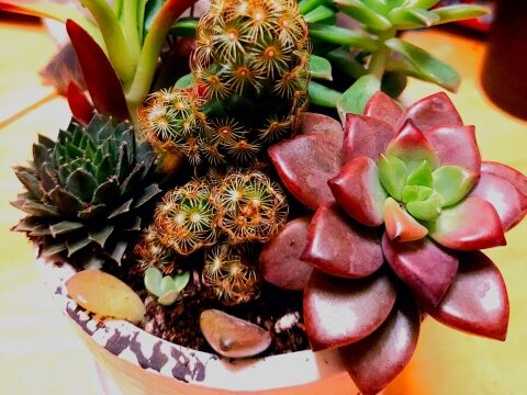 鉢植えや寄せ植えの魅力