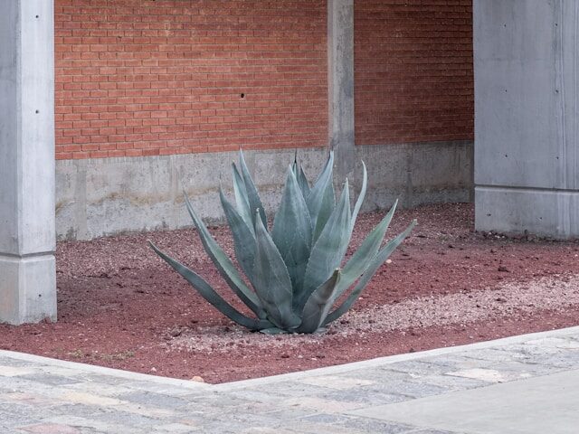 ポイント植え