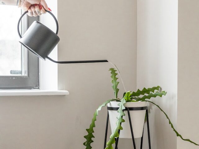 花が終わった後の水やりの頻度と量は？