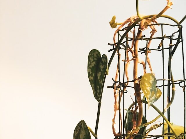 枯れ気味の観葉植物