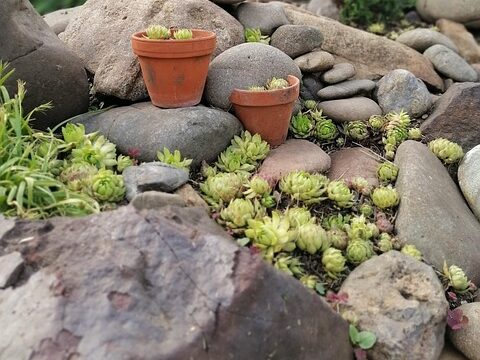 ロックガーデン風