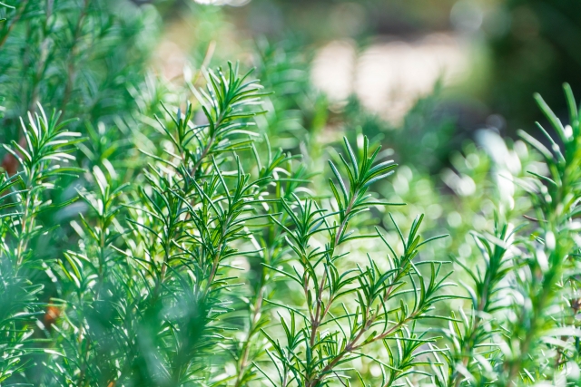 虫のつかないローズマリー