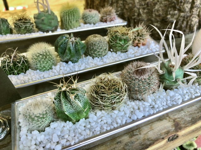 正しいサボテンの植え替え