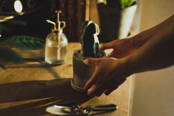 サボテンの植え替え