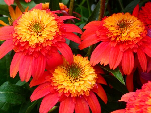 赤いエキナセア