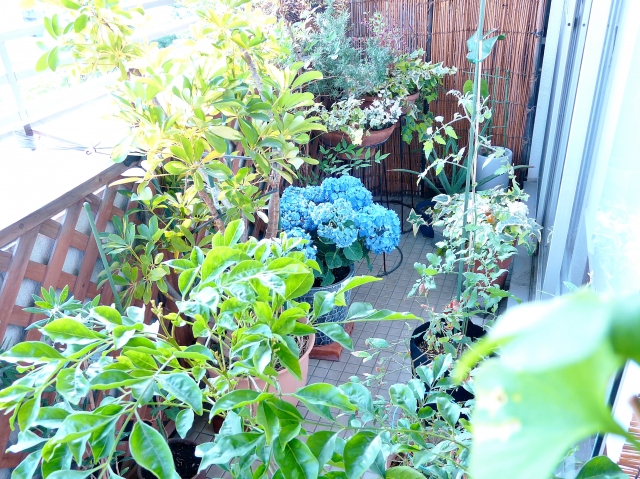 ベランダの大きくならない木