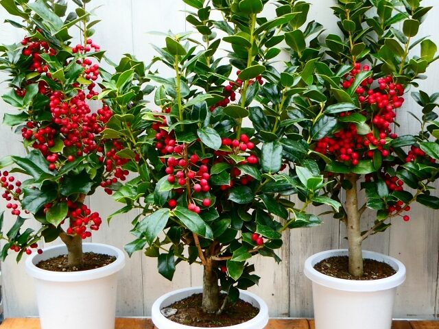 クリスマスホーリー