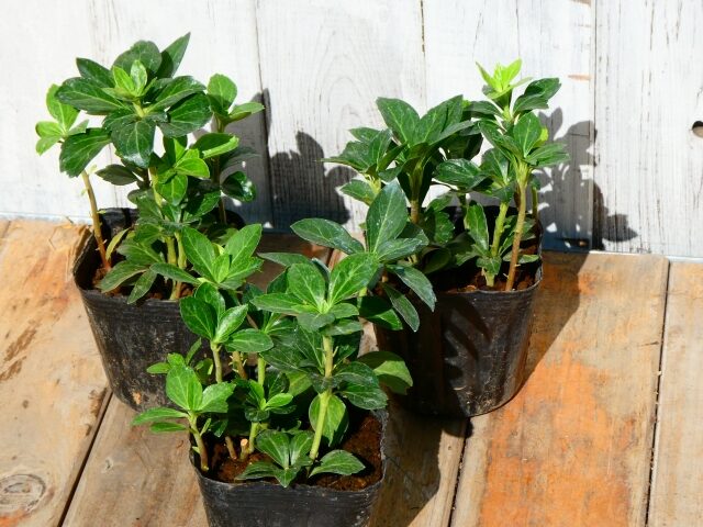 日陰に強いフッキソウ