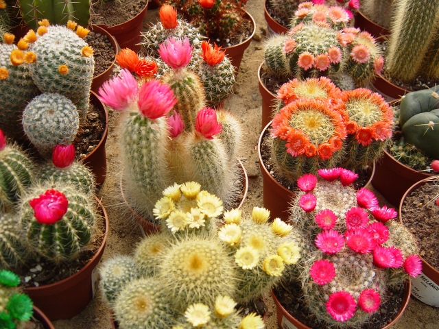 植え替えられたサボテン