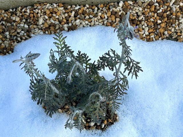 萎れるレースラベンダー