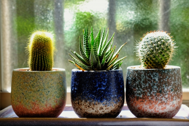 サボテンなどの観葉植物