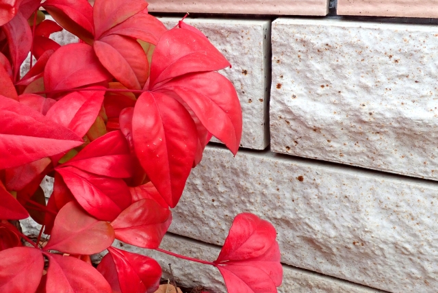 シンボルツリーのオタフクナンテン