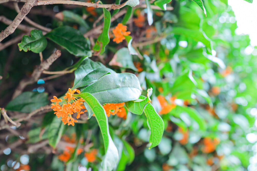 虫がつきにくいキンモクセイ