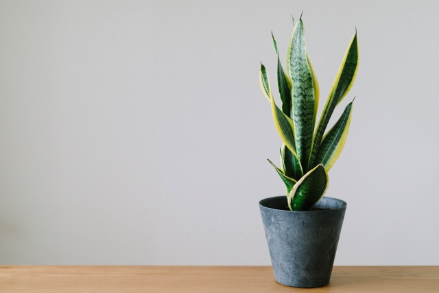 ホームセンターで買うべき観葉植物