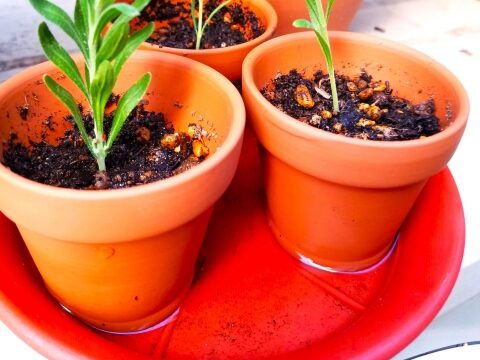 受け皿に水をためない