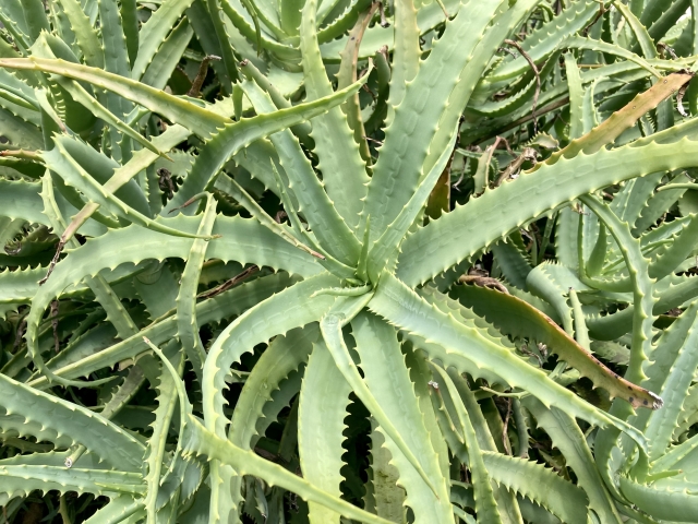 キダチアロエ