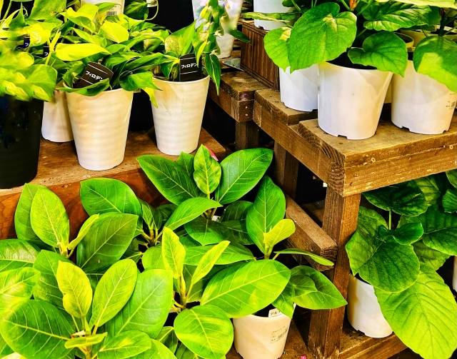 観葉植物売り場