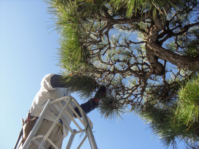 高所の剪定