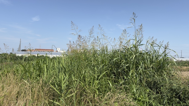 仕上がりがひどい庭